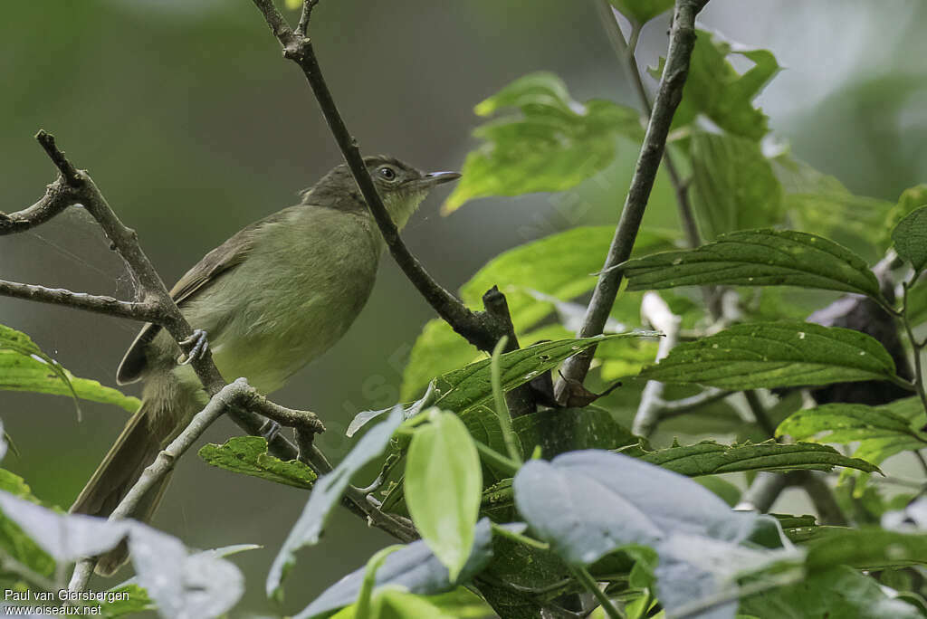 Bulbul de Cabanisadulte