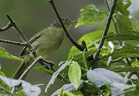 Bulbul de Cabanis