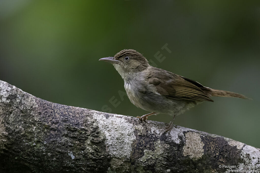 Bulbul de Charlotteadulte