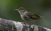 Bulbul de Charlotte