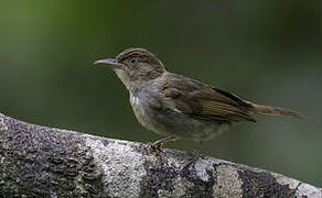 Charlotte's Bulbul