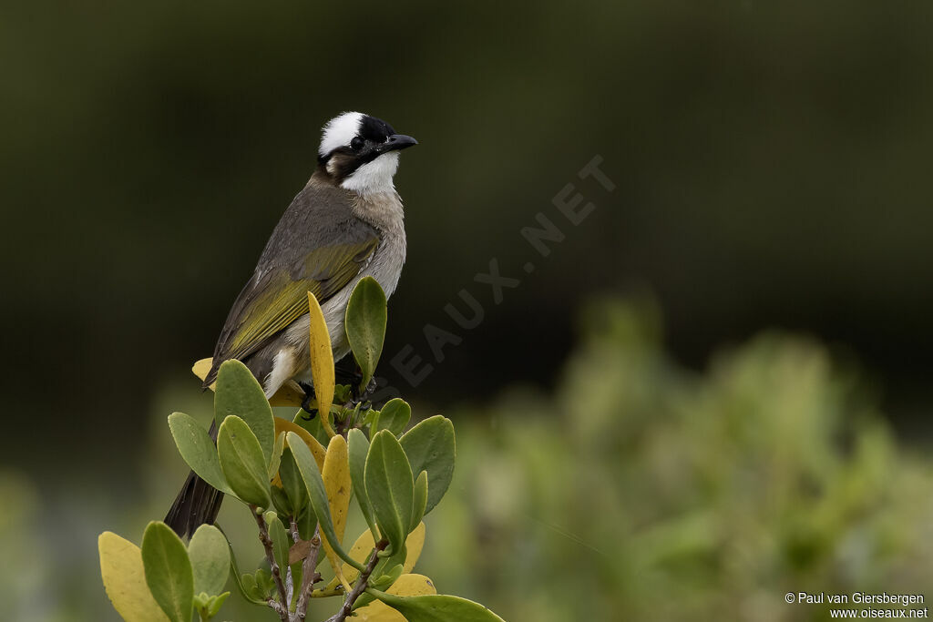 Bulbul de Chineadulte