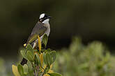 Bulbul de Chine