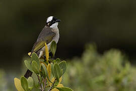 Light-vented Bulbul