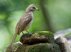 Streak-eared Bulbul