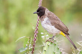 Dodson's Bulbul