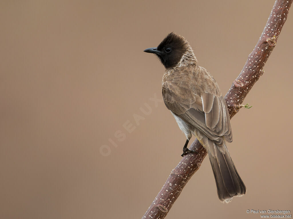 Bulbul de Dodsonadulte