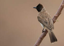 Dodson's Bulbul