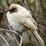 Bulbul de Dodson