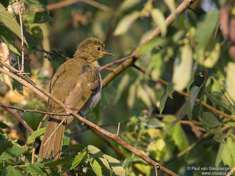 Falkenstein's Greenbul