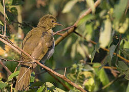 Falkenstein's Greenbul