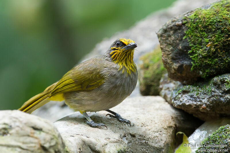 Stripe-throated Bulbul