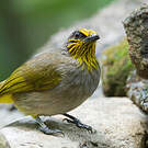 Bulbul de Finlayson