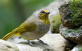 Stripe-throated Bulbul