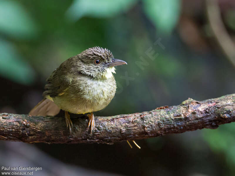 Bulbul de Finschadulte