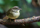 Bulbul de Finsch