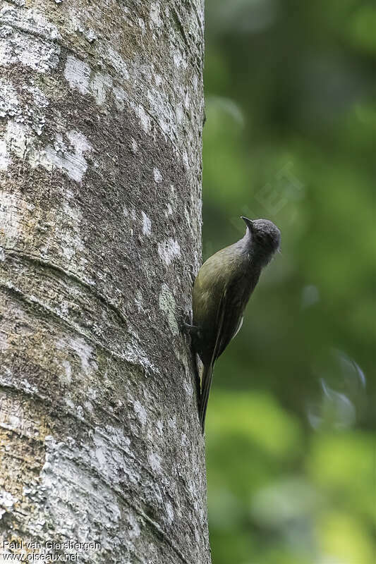 Bulbul de Kakamegaadulte