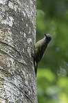 Bulbul de Kakamega