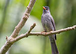 Bulbul de Madagascar