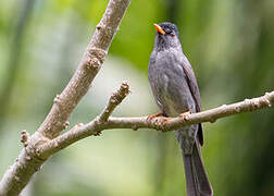 Malagasy Bulbul