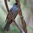 Bulbul de Madagascar