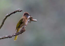 Mountain Bulbul