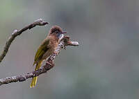 Bulbul de McClelland