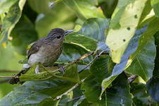 Bulbul de Mindoro