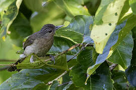 Bulbul de Mindoro