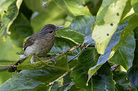 Bulbul de Mindoro