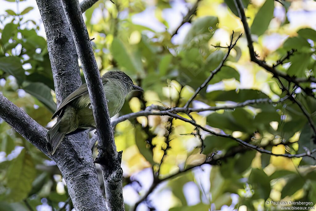 Sulphur-bellied Bulbuladult