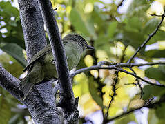 Sulphur-bellied Bulbul