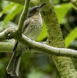 Bulbul de Siquijor