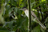 Bulbul de Siquijor