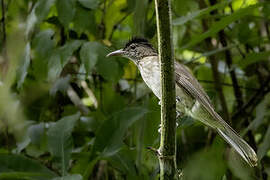 Bulbul de Siquijor
