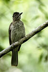 Bulbul de Siquijor
