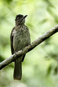 Bulbul de Siquijor