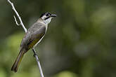 Bulbul de Taïwan