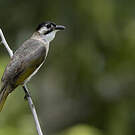 Bulbul de Taïwan