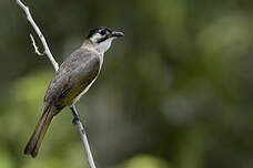 Bulbul de Taïwan