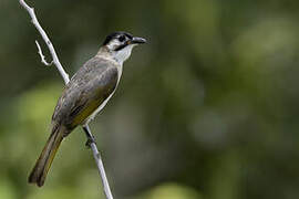 Styan's Bulbul