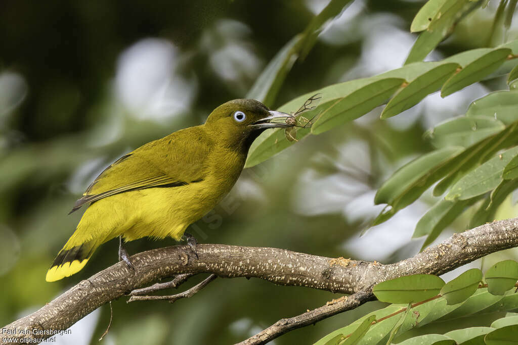 Bulbul des Andamanadulte