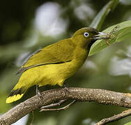 Bulbul des Andaman