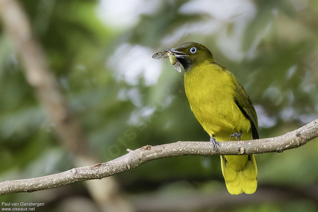 Bulbul des Andaman