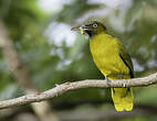 Bulbul des Andaman