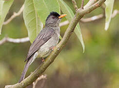 Bulbul des Comores