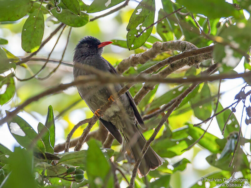 Bulbul des Ghatsadulte