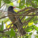 Bulbul des Ghats