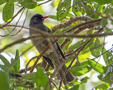 Square-tailed Bulbul