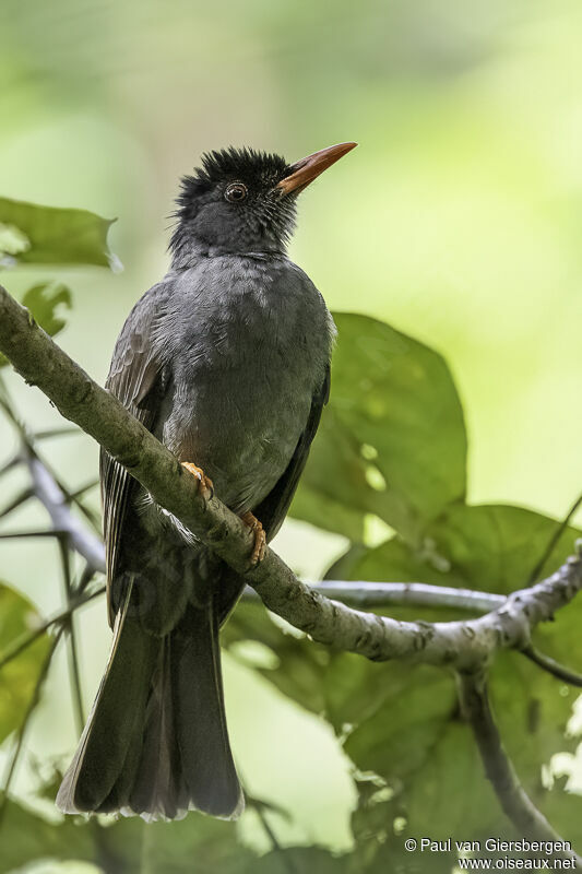 Bulbul des Ghatsadulte